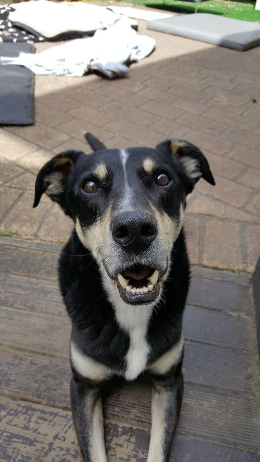 Meet Our Drug Detection Dog Buddy NZ Detector Dogs